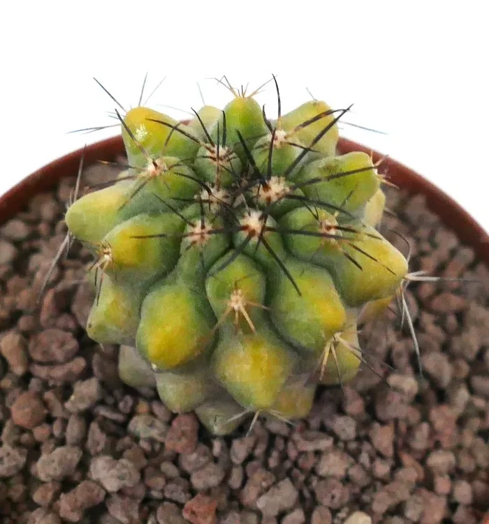 Copiapoa fiedleriana KIKKO VARIEGATED