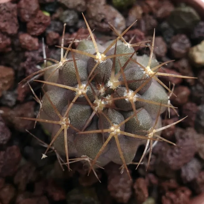 Copiapoa goldii 308 In saldo
