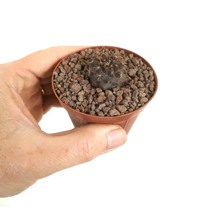 Copiapoa goldii (dark seedling)