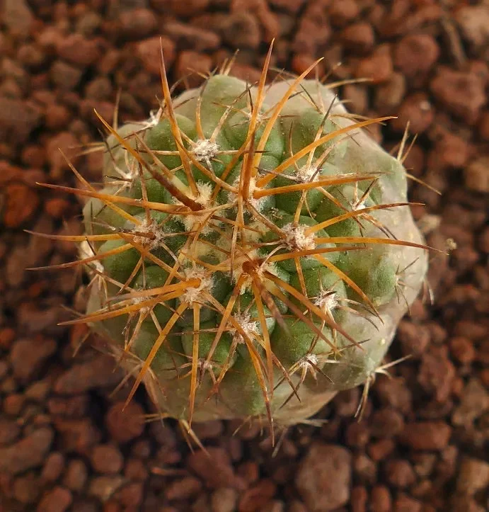 Copiapoa goldii