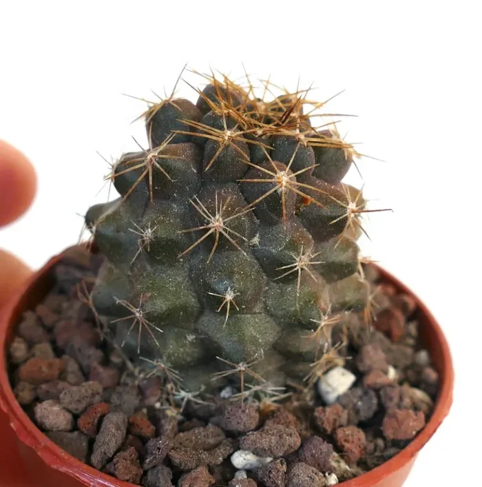 Copiapoa goldii ST3 - immagine 2
