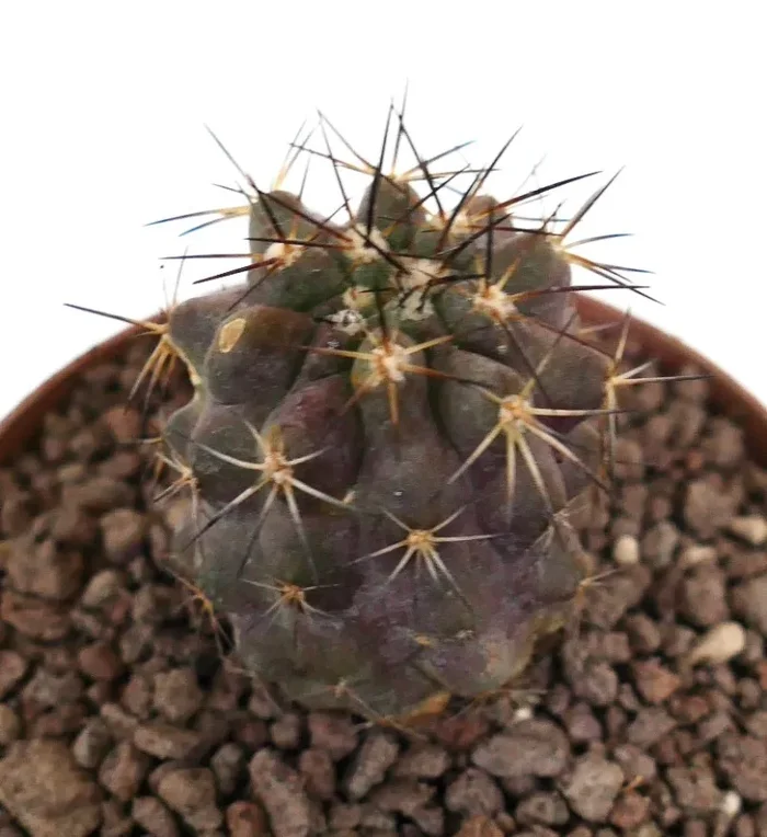 Copiapoa goldii x copiapoa cinerea var. brunispina