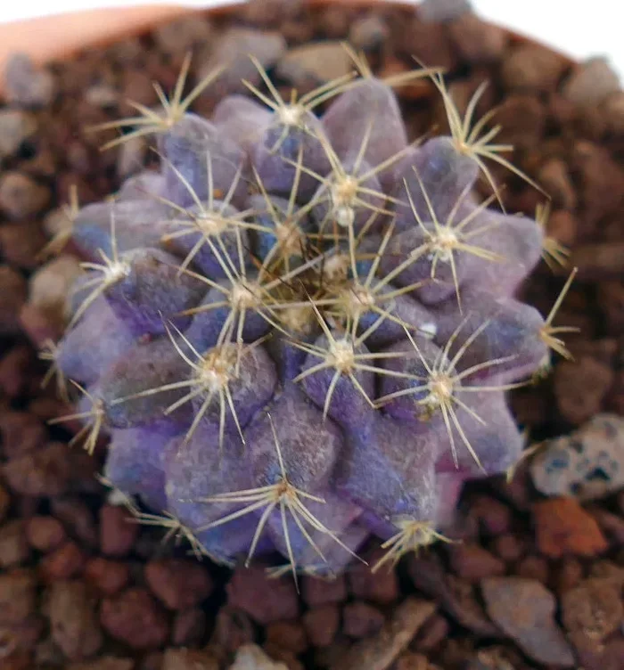 Copiapoa goldii x Copiapoa griseoviolacea GOLDEN SPINES