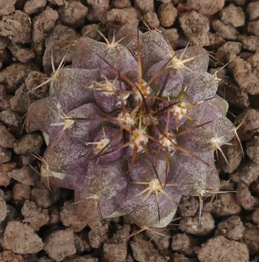 Copiapoa goldii (YOUNG SEEDLING) In saldo