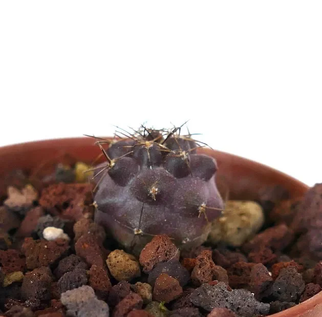 Copiapoa griseoviolacea “SHADOW”