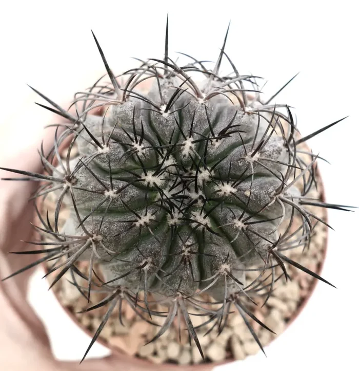 Copiapoa griseoviolacea BA-3135-S