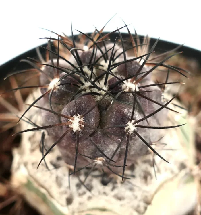 Copiapoa griseoviolacea Sconti