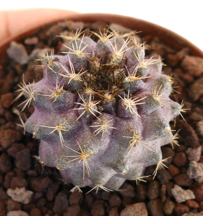 Copiapoa griseoviolacea X Copiapoa goldii SHORT SPINES