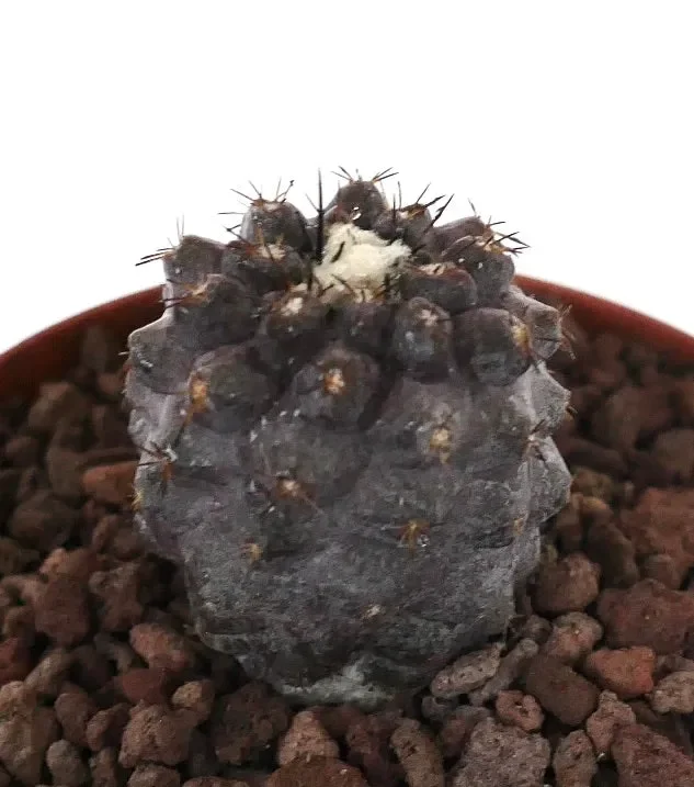 Copiapoa griseoviolacea x hypogaea DARK GRAY