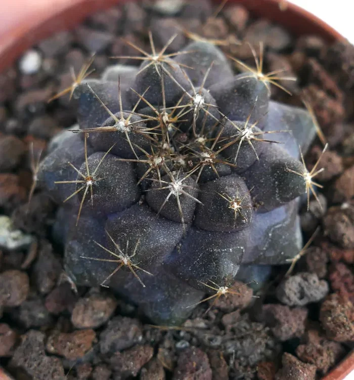 Copiapoa griseoviolacea X serpentisulcata