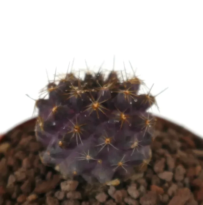 Copiapoa grisoviolacea PINK x goldi (GOLDEN SPINES)