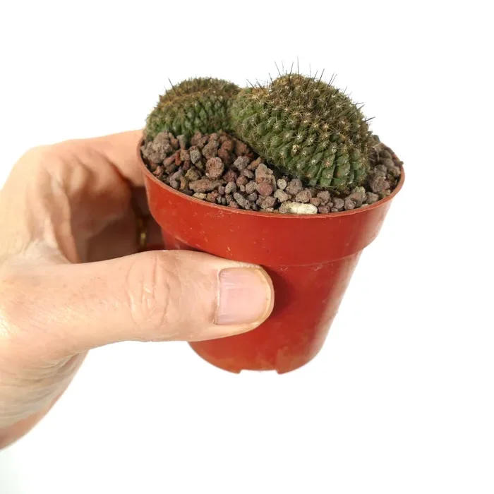 Copiapoa humilis form minima CRESTED