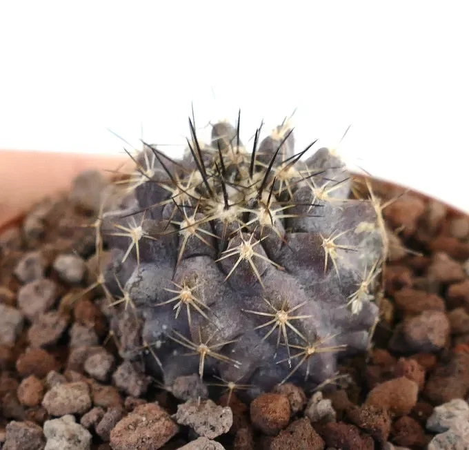 Copiapoa humilis X Copiapoa atacamensis GREY