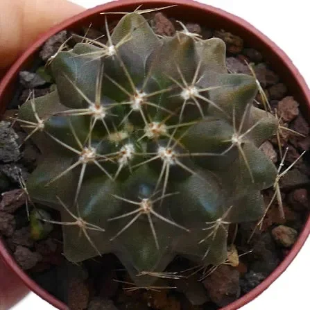 Copiapoa humilis X serpentisulcata 18 Vendita online