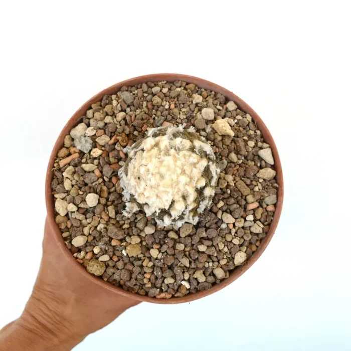 Copiapoa hypogaea B32 - immagine 2