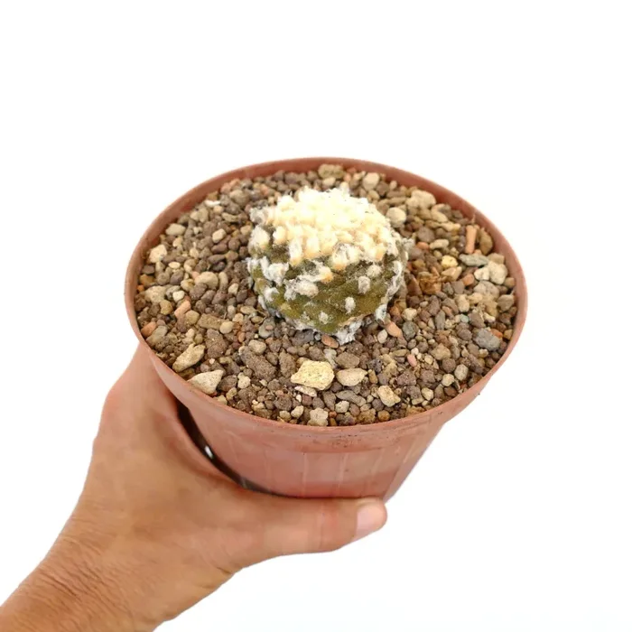 Copiapoa hypogaea B32 - immagine 3