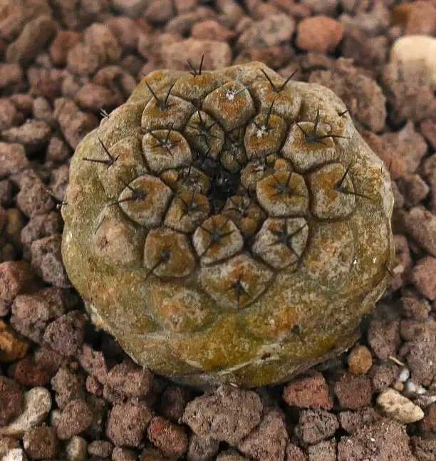 Copiapoa hypogaea BROWN SELECTED