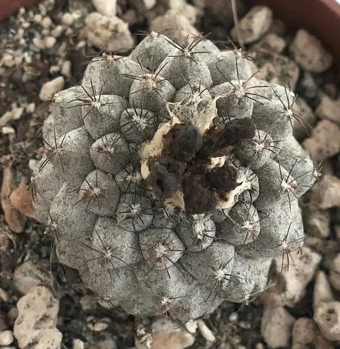 Copiapoa hypogaea GREY X Copiapoa humilis