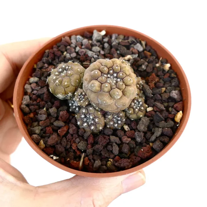 Copiapoa hypogaea MULTIHEADS