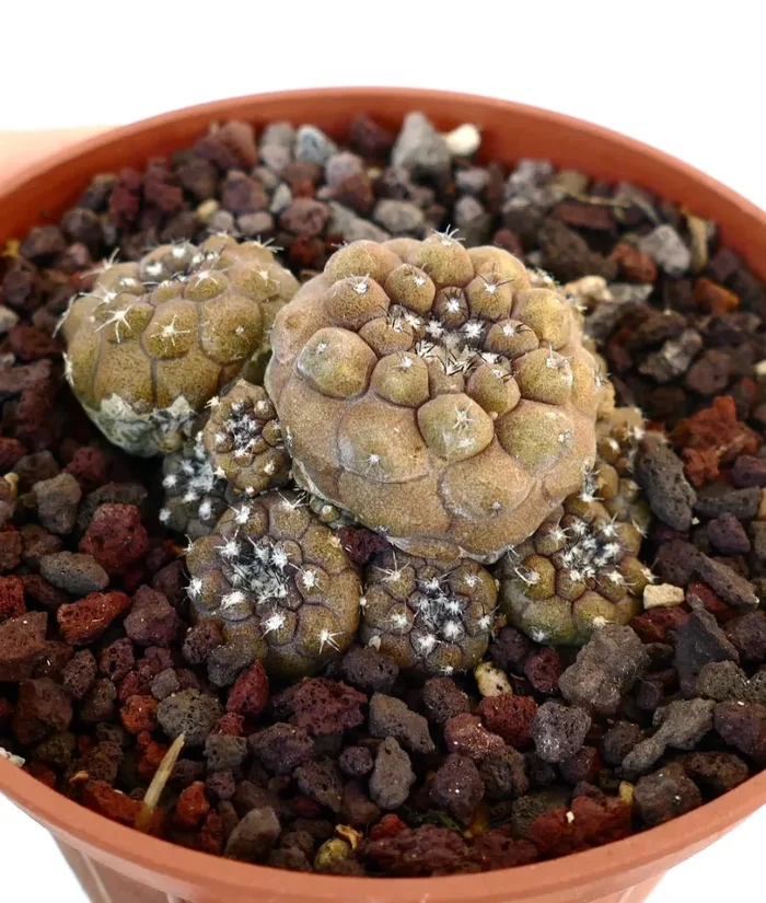 Copiapoa hypogaea MULTIHEADS - immagine 2