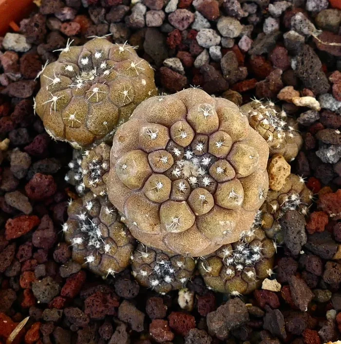 Copiapoa hypogaea MULTIHEADS - immagine 3
