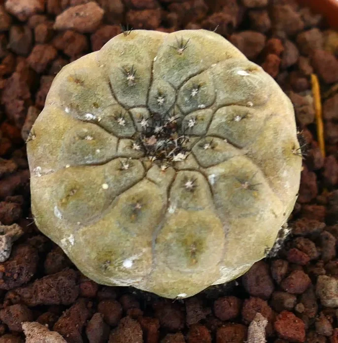 Copiapoa hypogaea NUDA selected Moda