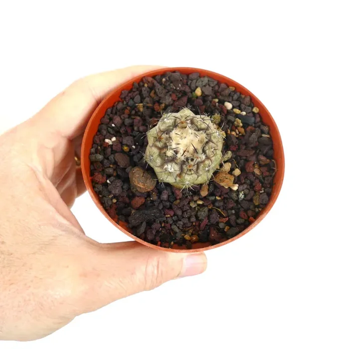 Copiapoa hypogaea X Copiapoa cienera dealbata Saldi