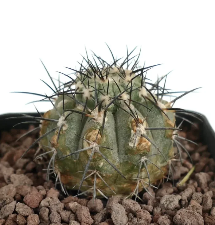 Copiapoa longistaminea X Copiapoa cinerea KIKKO