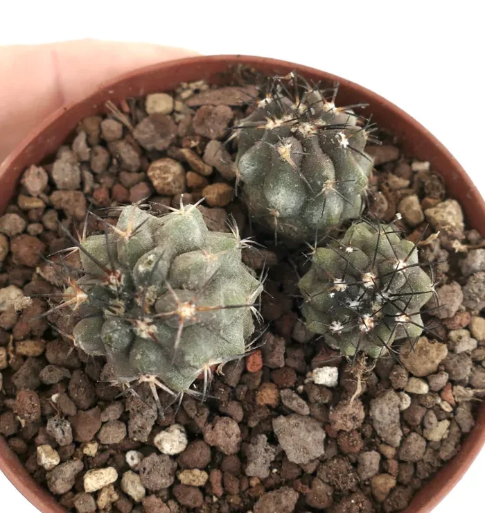 Copiapoa lonistaminea (3 seedlings) 2P78 - immagine 2