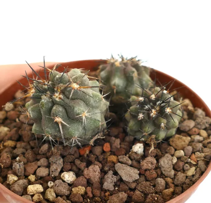Copiapoa lonistaminea (3 seedlings) 2P78 - immagine 3