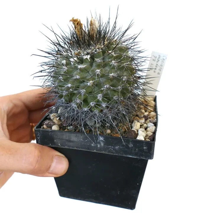 Copiapoa montana FR522 SEEDS Vendita calda