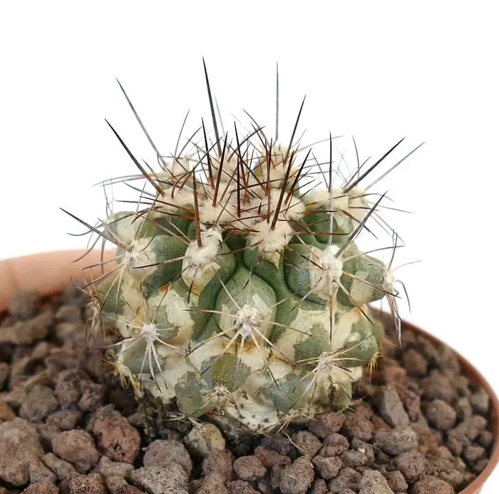 Copiapoa ruprestris X Copiapoa cinerea
