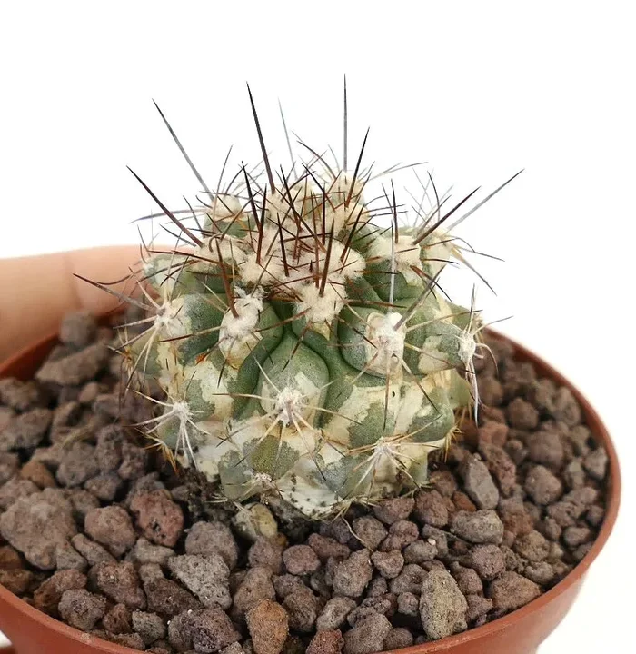 Copiapoa ruprestris X Copiapoa cinerea - immagine 2