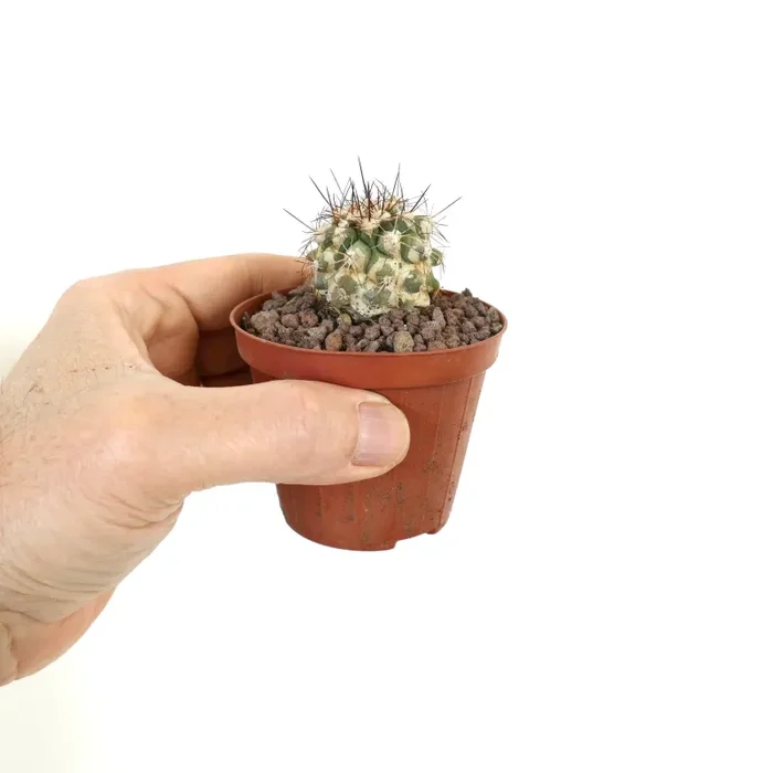 Copiapoa ruprestris X Copiapoa cinerea - immagine 3