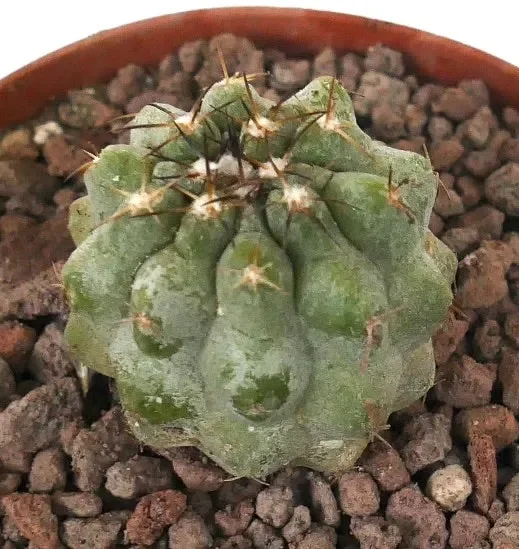 Copiapoa serpentisulcata x copiapoa cinerea nuda Saldi