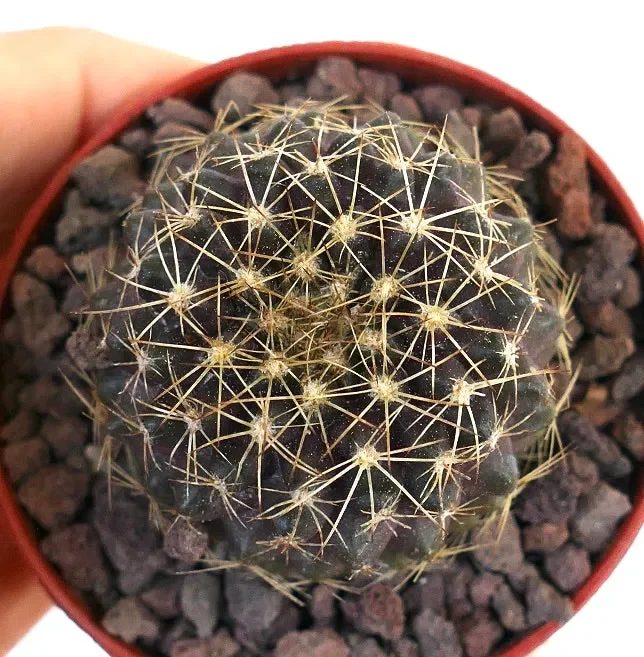 Copiapoa serpentisulcata X Copiapoa tenuissima