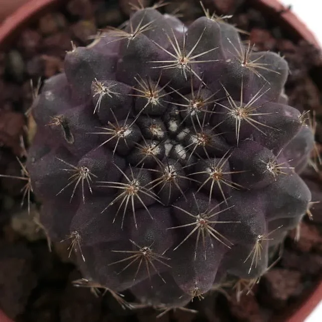 Copiapoa serpentisulcata X humilis 335 Vendita calda online