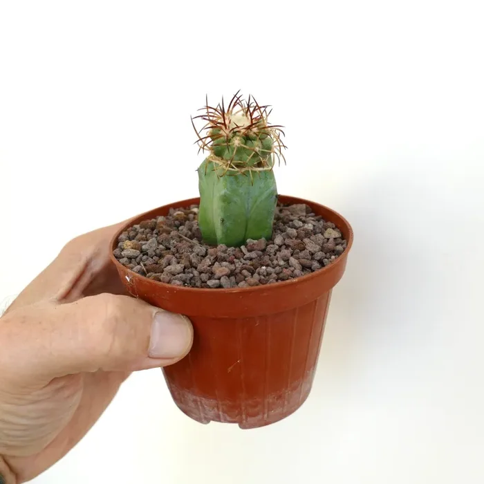 Copiapoa solaris - immagine 2