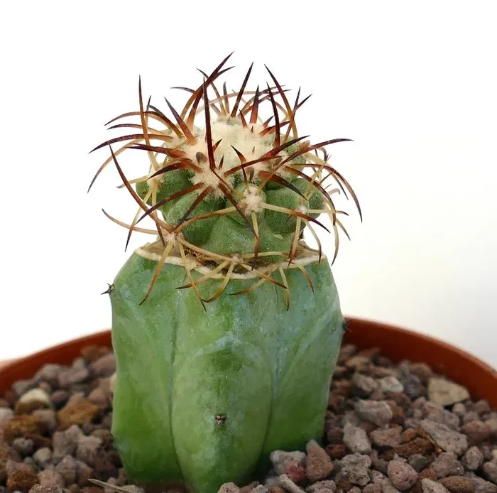 Copiapoa solaris - immagine 3