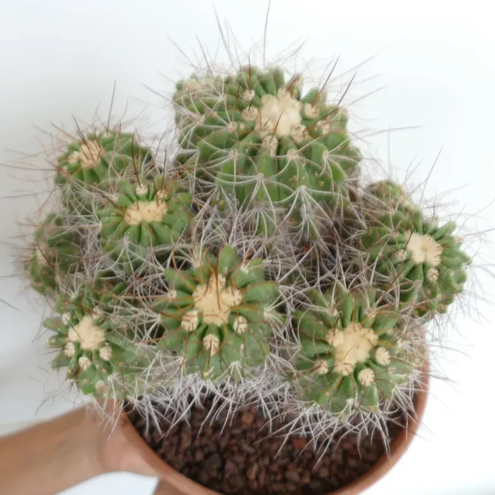 Copiapoa superba CLUSTER Vendita calda online