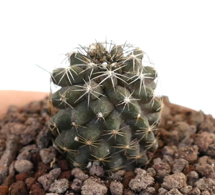 Copiapoa tenuissima X Copiapoa continua