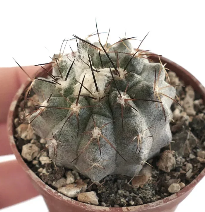 Copiapoa vallenarensis (Huasco form) OT2KK - immagine 2