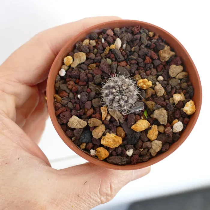 Copiapoa variispinata (Quebrada Izcuna) R19S Saldi