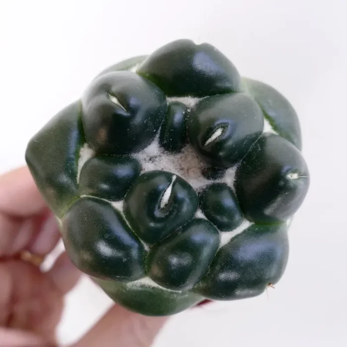 Coryphantha elephantidens cv TANSHI-ZOUGEMARU inermis