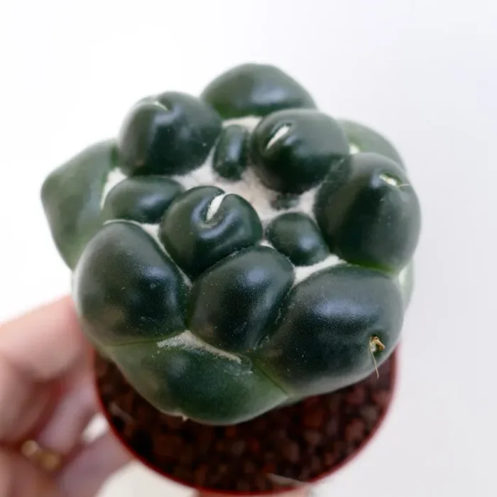 Coryphantha elephantidens cv TANSHI-ZOUGEMARU inermis - immagine 2