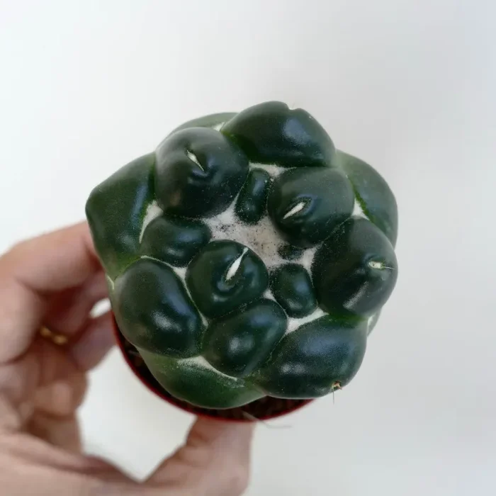 Coryphantha elephantidens cv TANSHI-ZOUGEMARU inermis - immagine 3