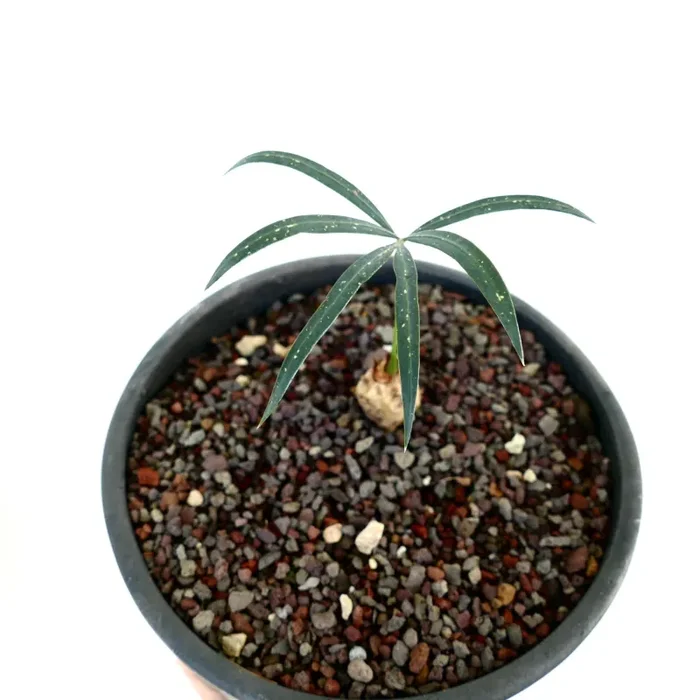 Cycas chevalieri ‘Dak Rong, Vietnam’ Saldi