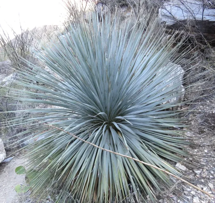 Dasylirion wheeleri Vendita calda online