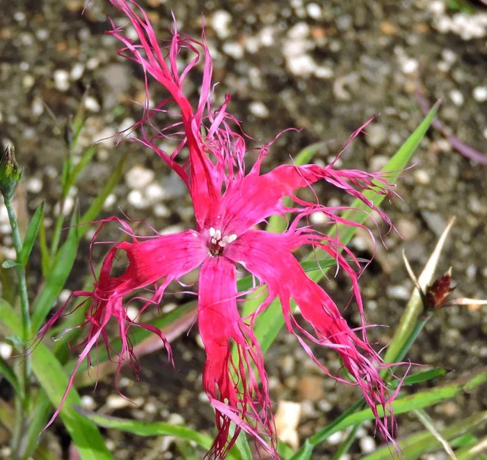 Dianthus chinensis var. lacinatus cv ‘Dancing Geisha’