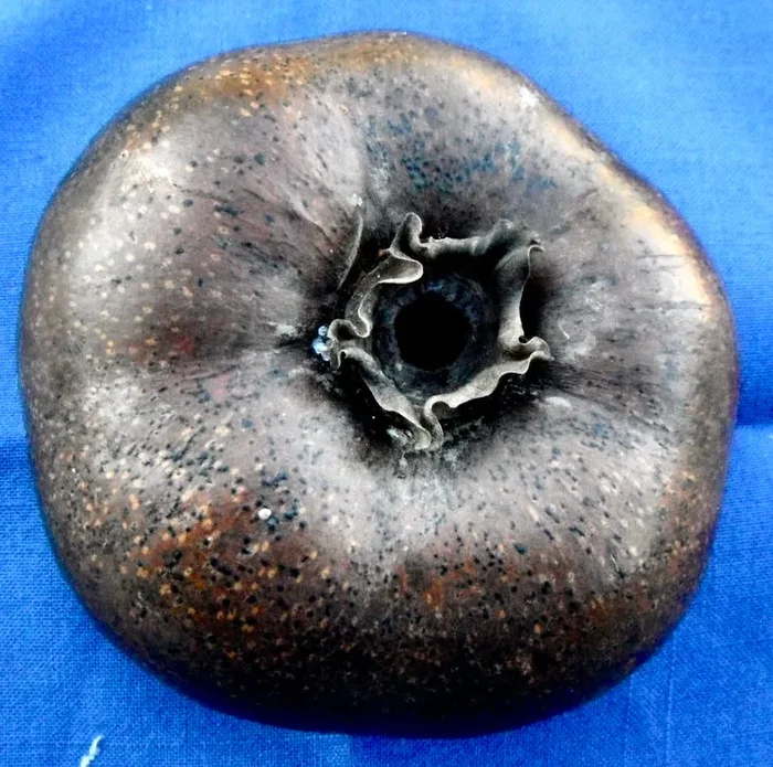 Diospyros digyna Online ora